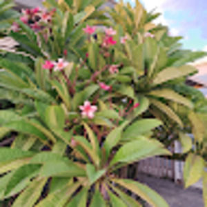 Meet your Posher, Isabella